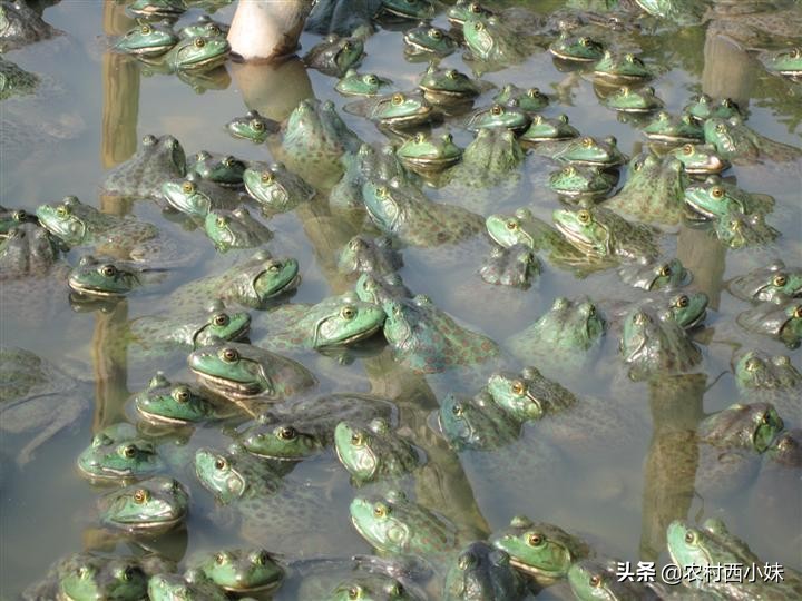 牛蛙养殖技术及牛蛙养殖方法介绍,牛蛙养殖技术及牛蛙养殖方法视频