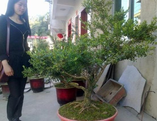 雀舌黄杨盆景什么时候修剪,雀舌黄杨盆景几年能开花