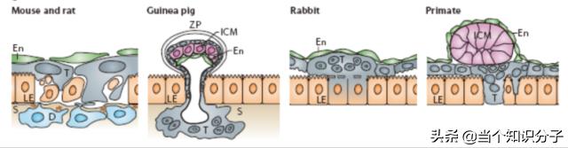 关于猫咪的冷知识,你不知道的猫咪冷知识