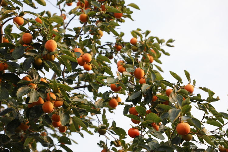 游玩万安山,洛阳万安山游玩攻略