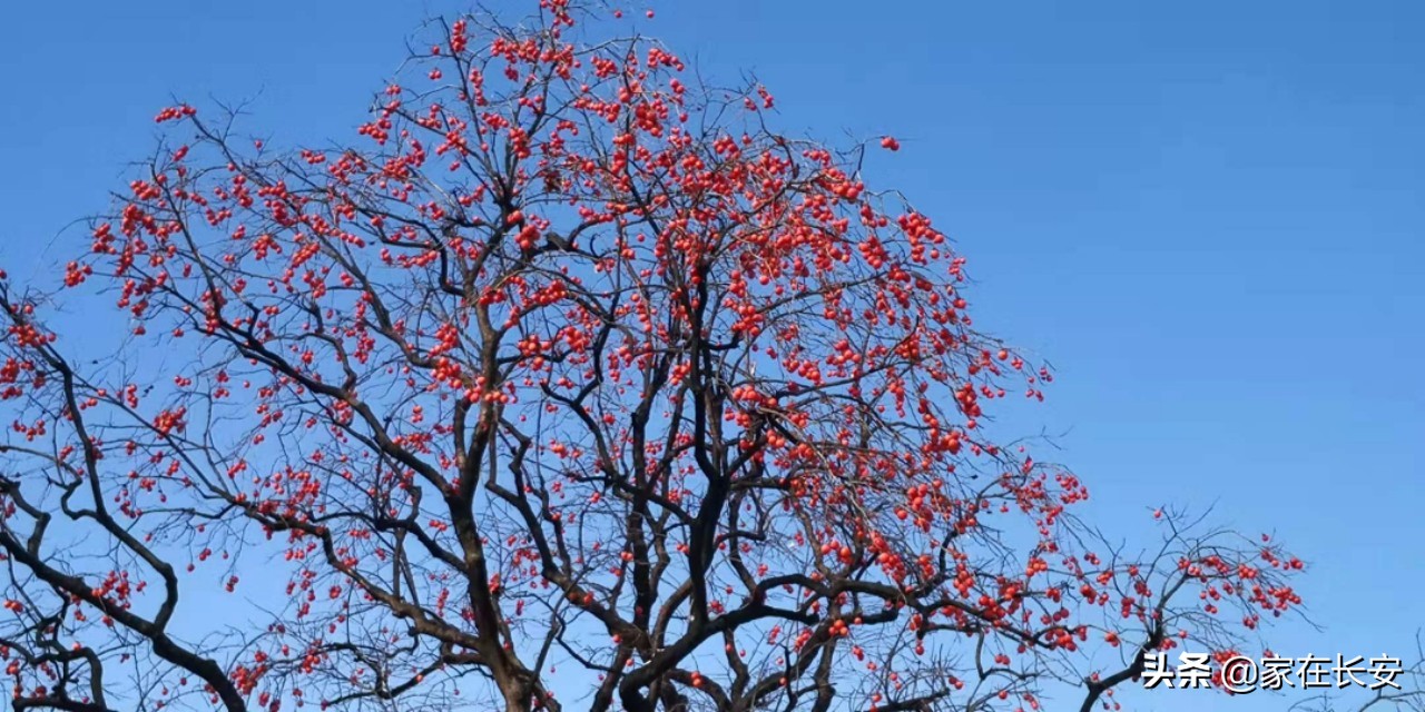 白雪柿子,秦岭草甸高山野菊花