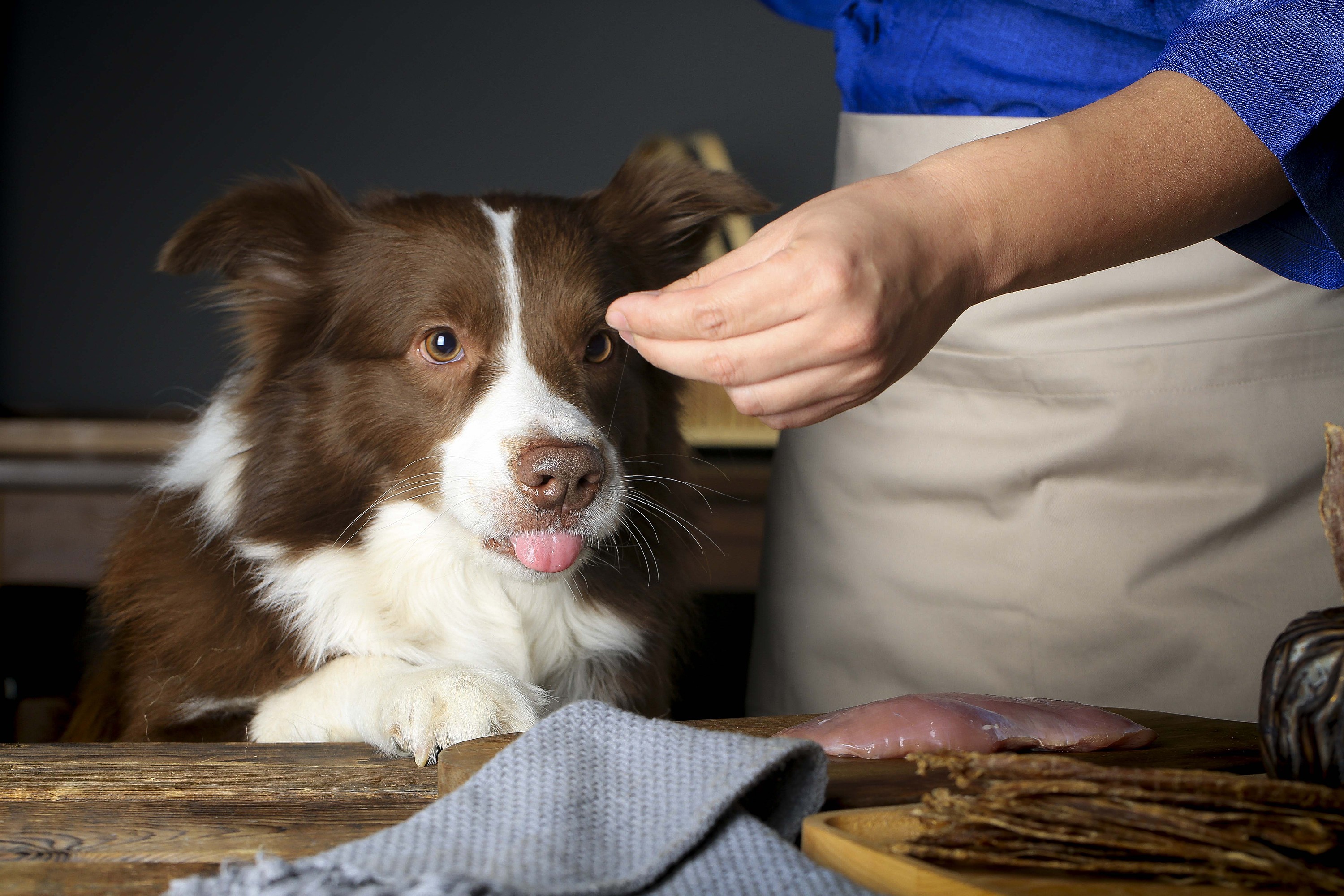孕妇养狗狗要注意哪些,孕妇怀孕期间适合养狗吗