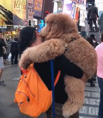 哈士奇烧钱吗,哈士奇公认最纯的狗