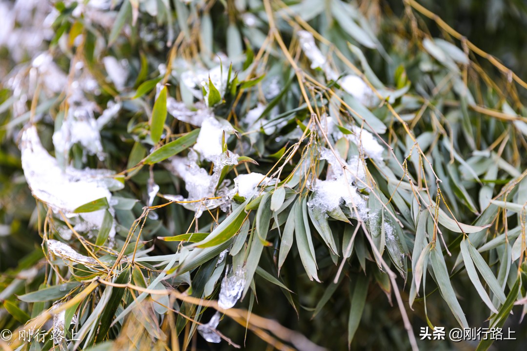 华东第一竹海之称的地方，冬季里冰花最吸引人