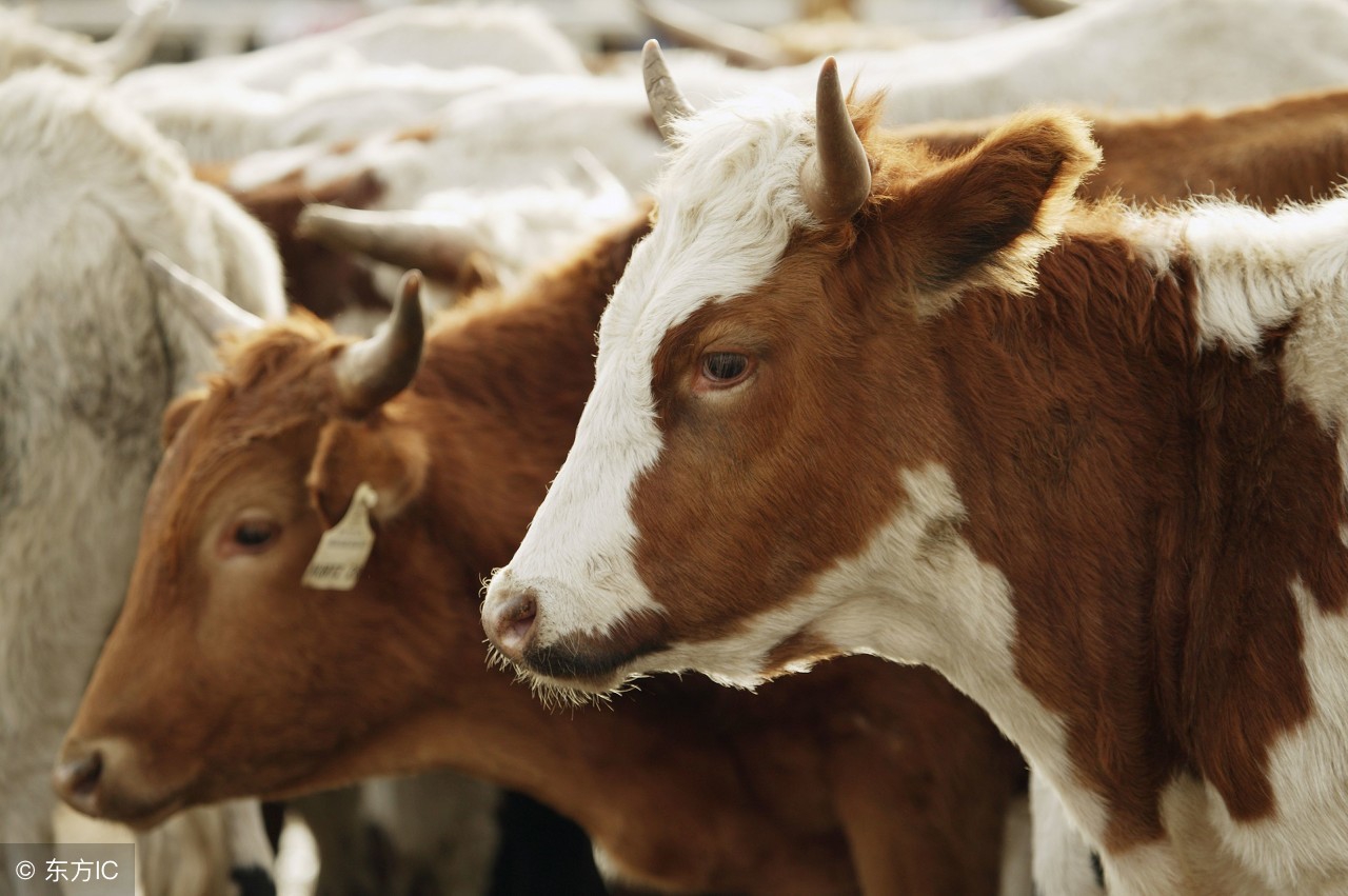 牛运输回来后怎么做抗应激处理,活牛一般运输多远会发生应激反应