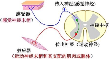 生理学排便机制,生理学尿的生成和排出