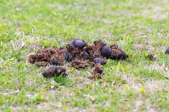 牛拉屎一颗一颗的什么原因,牛拉屎有白脓