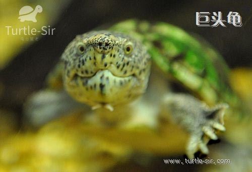 蛋龟养殖之家的龟怎么样,如何养好巨头蛋龟