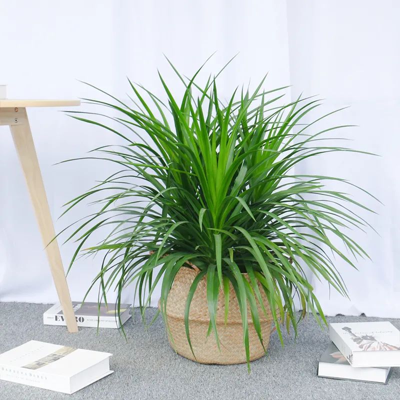 龙须树步步高升,龙须树好运