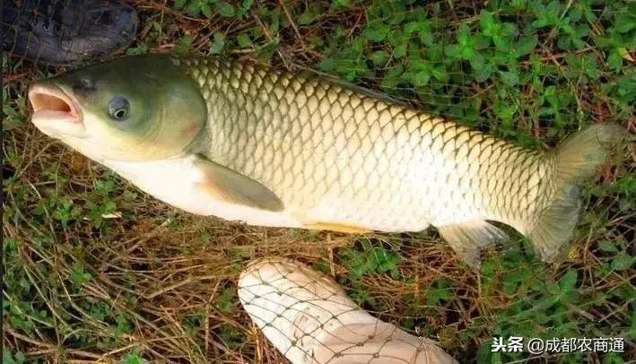 草鱼养殖主要要点,草鱼养殖技术要点