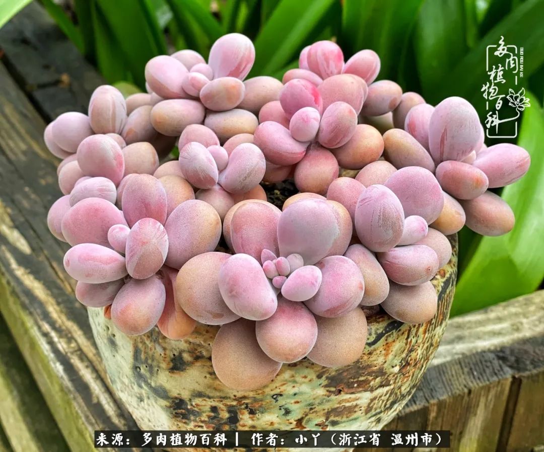 祖上无院家里无矿,一腔浪漫情怀付诸楼顶造花