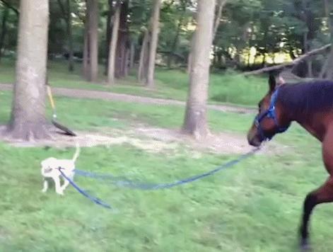 玉米地发现不明液体怎么办,玉米地发现的怪事