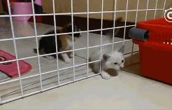 如何判断家里的猫是不是智障,猫咪弱智