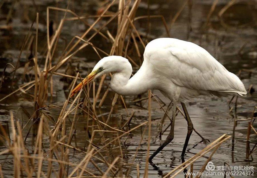 乡土田野的散文,乡土散文遥望麦田