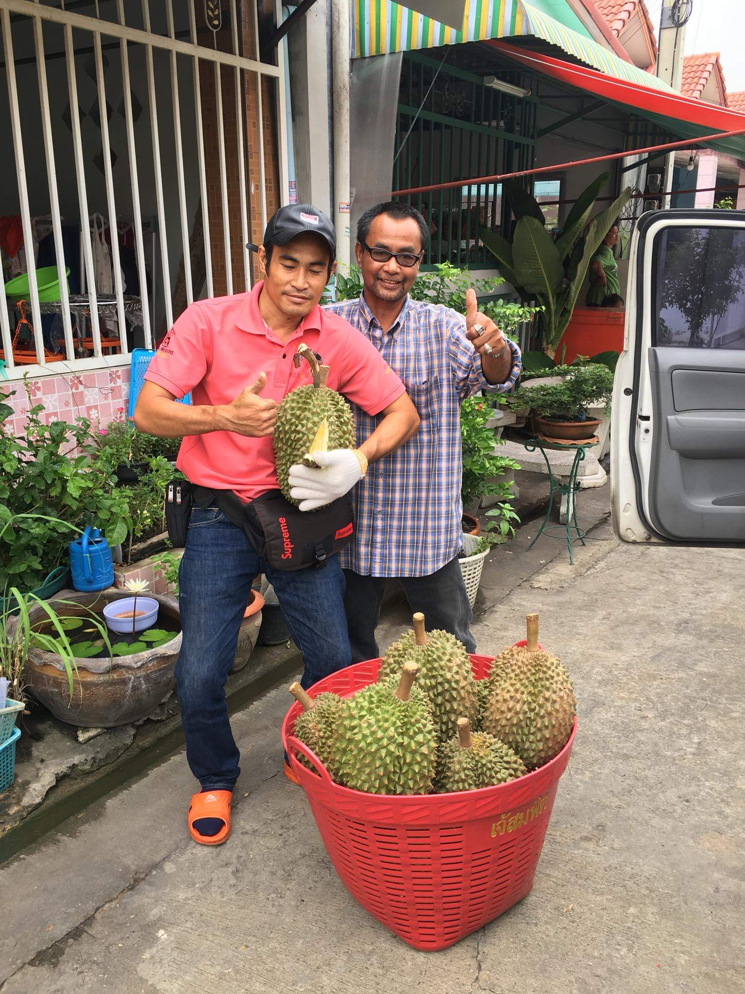 榴莲品种d13,泰国榴莲d197是什么品种