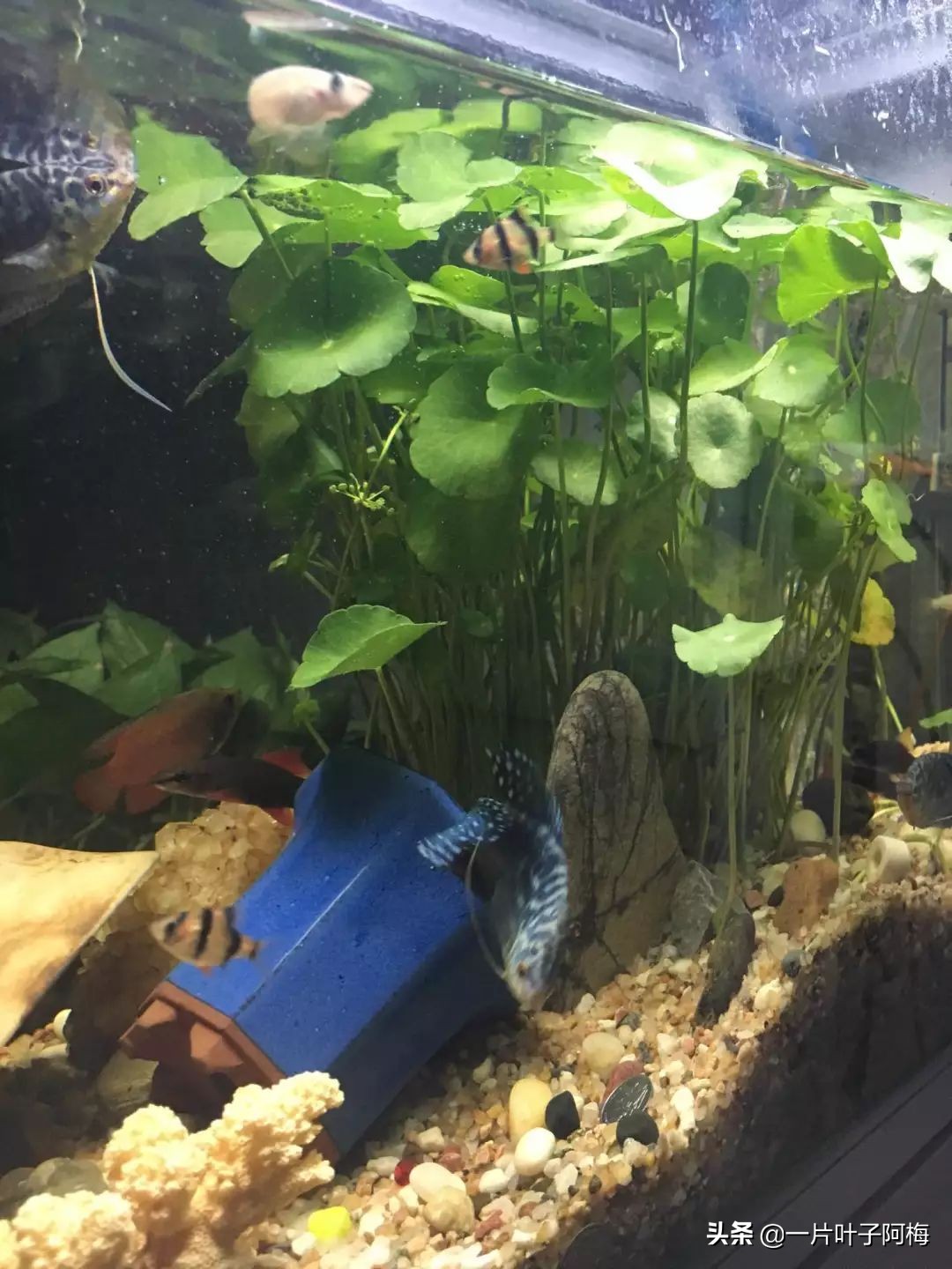 鱼缸不一定只能养鱼，养不活的花丢鱼缸里，沾水立马就疯长