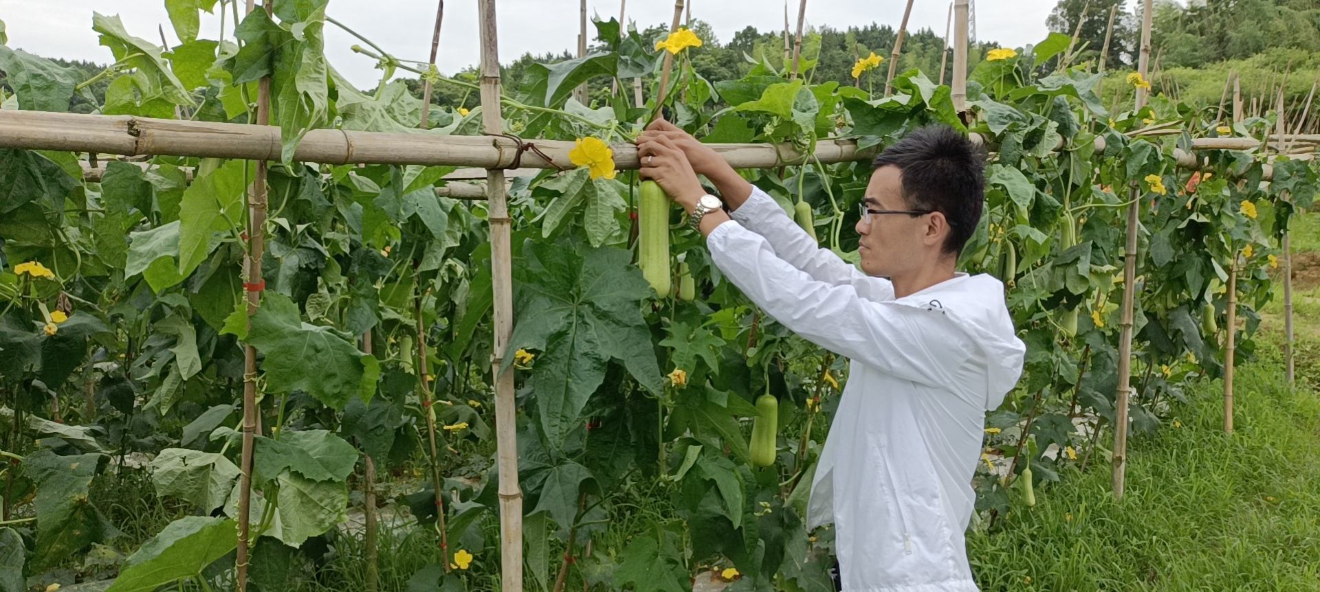 丝瓜创业致富,白关镇白丝瓜种植