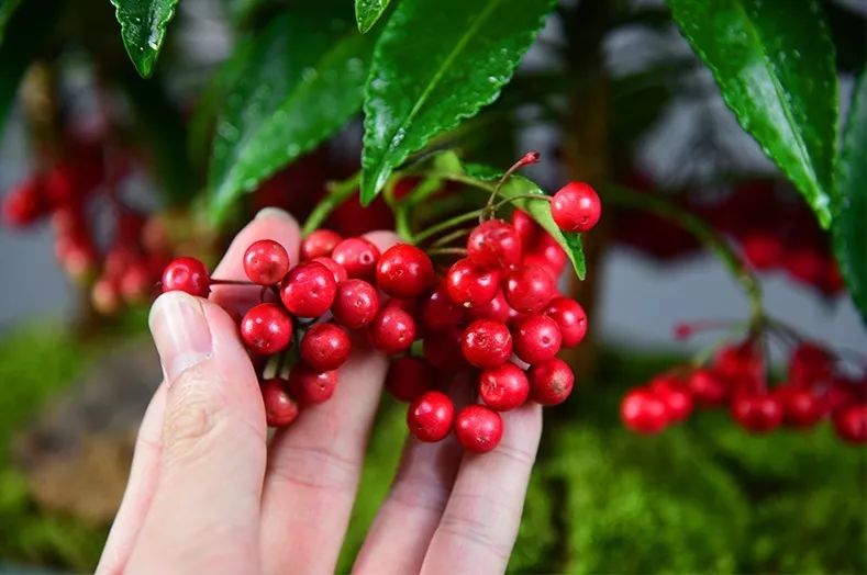过年家里必摆的九道菜,过年家里摆的喜庆的物件
