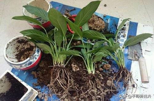 不缺水叶子打蔫了怎么办,夏季中午为什么浇水反而会萎蔫