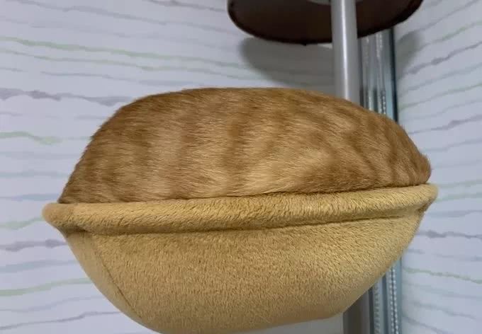 猫咪到底是什么样的猫,猫到底是个什么物种至今还是个谜