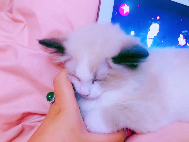 如何改掉和宠物睡觉的习惯,宠物睡觉必备知识有哪些