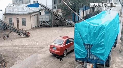 河南一男子开车用毒针射杀狗,村民吓得不敢动!毒狗针有多危险?