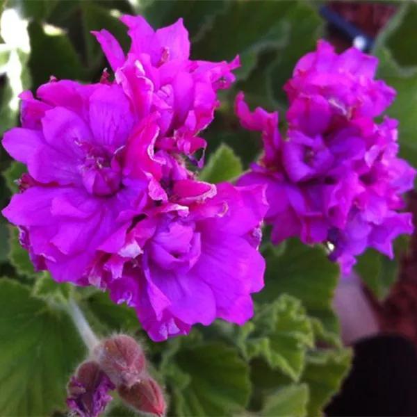 10种天竺葵,天竺葵100种图片大全