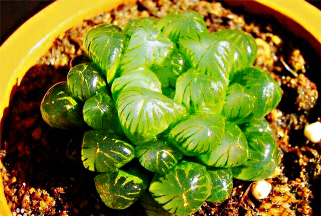 冰灯玉露多肉,冰灯玉露多肉植物