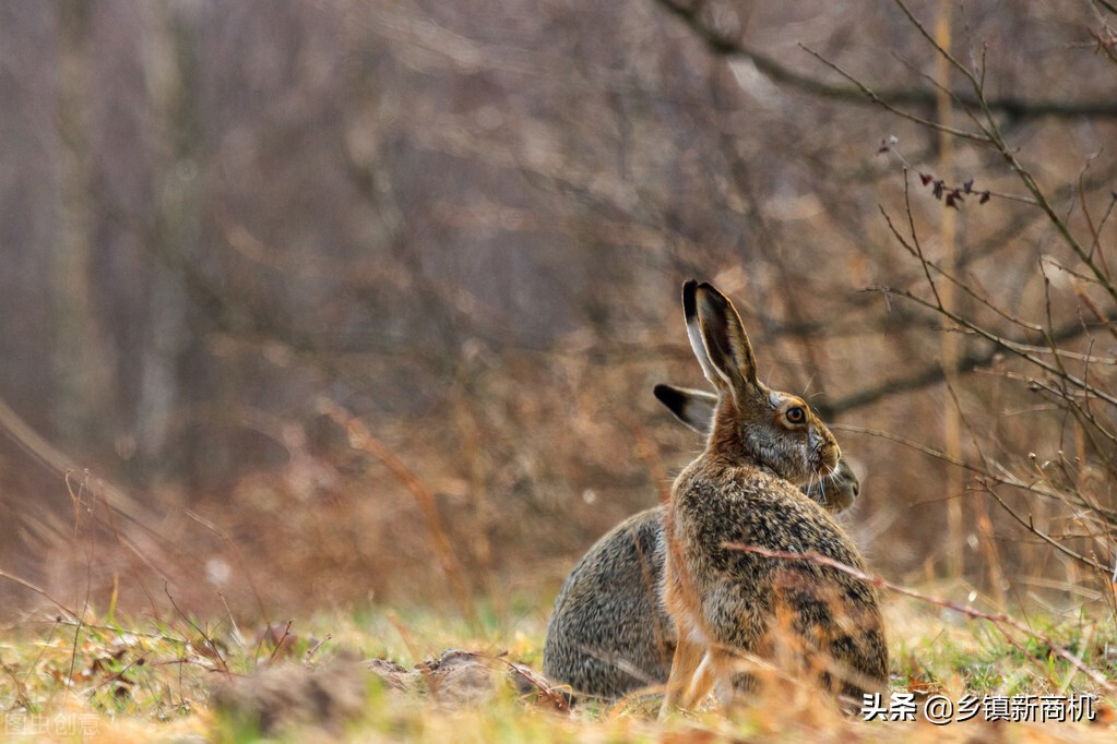2022最好的农村养殖创业项目,广东大学生返乡下发展养殖