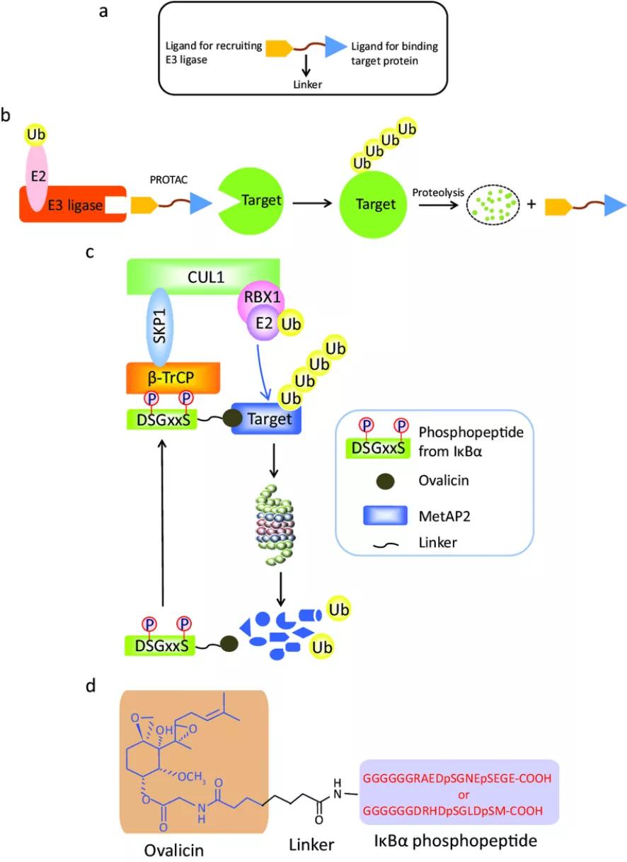 保诺—桑迪亚搭建PROTAC研发平台，为成药性助力