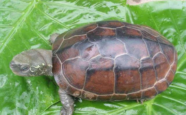 中华草龟怎么养,中华草龟怎么养最好