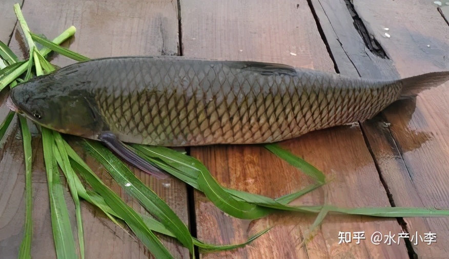 草鱼苗烂身怎么回事,池塘养殖草鱼烂身病如何治疗