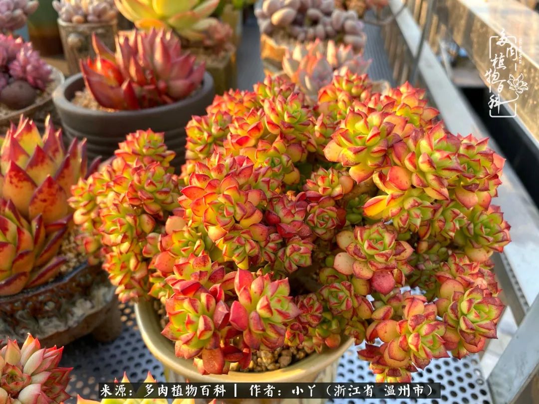 祖上无院家里无矿,一腔浪漫情怀付诸楼顶造花