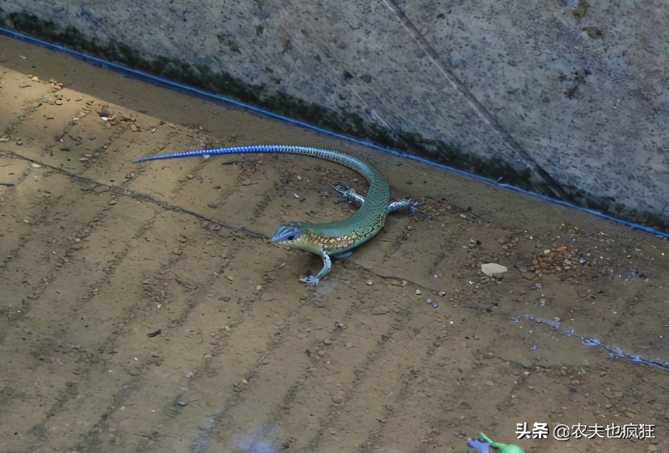 俗称“山泥鳅”，80后把它当宠物，却不知价值珍贵，如今少见了