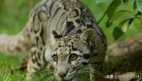 中国“小剑齿虎”,地上吃野猪、上树吃猴,挺过640万年今濒危!