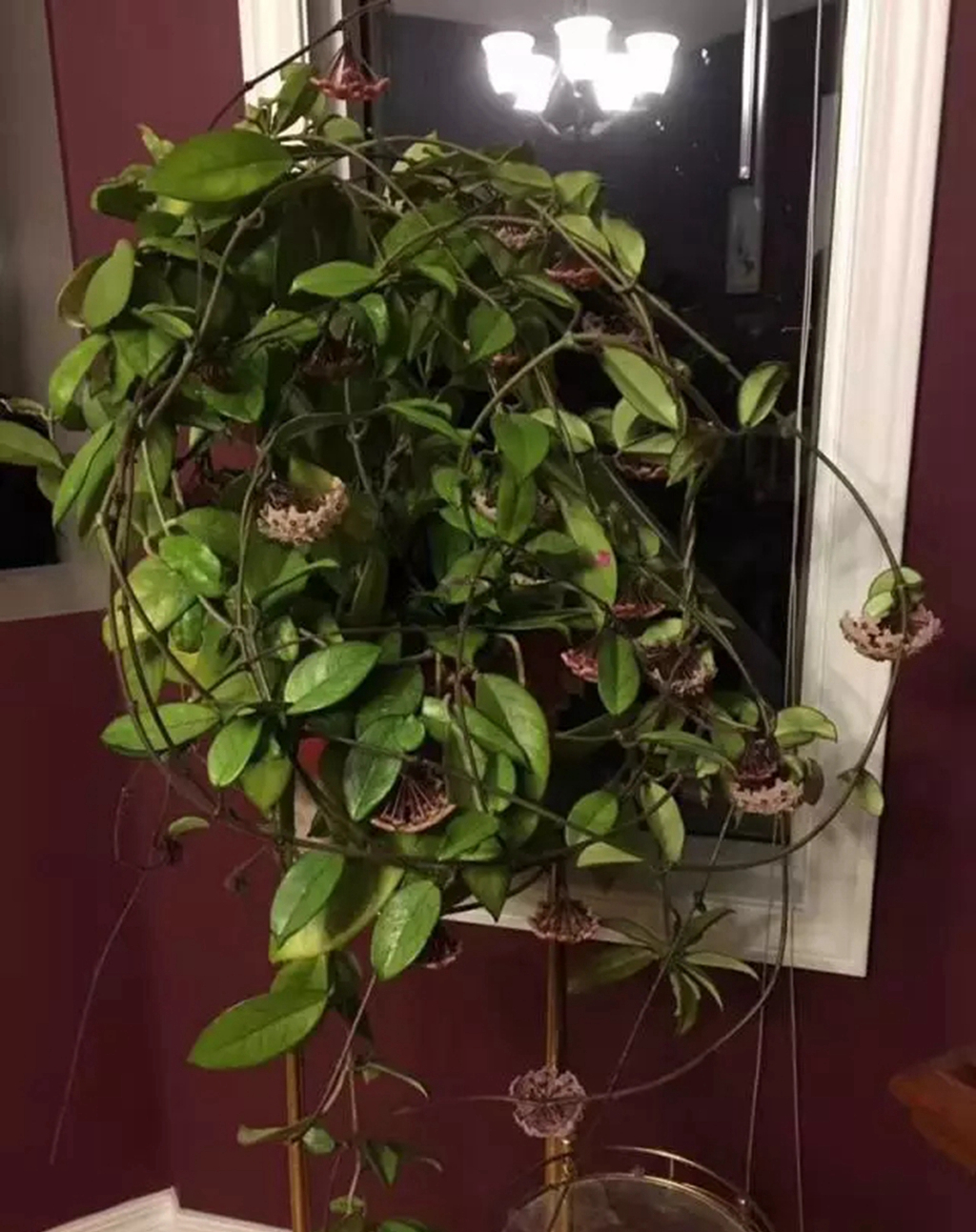 球兰怎么才能开花多,球兰用什么肥可以爆花