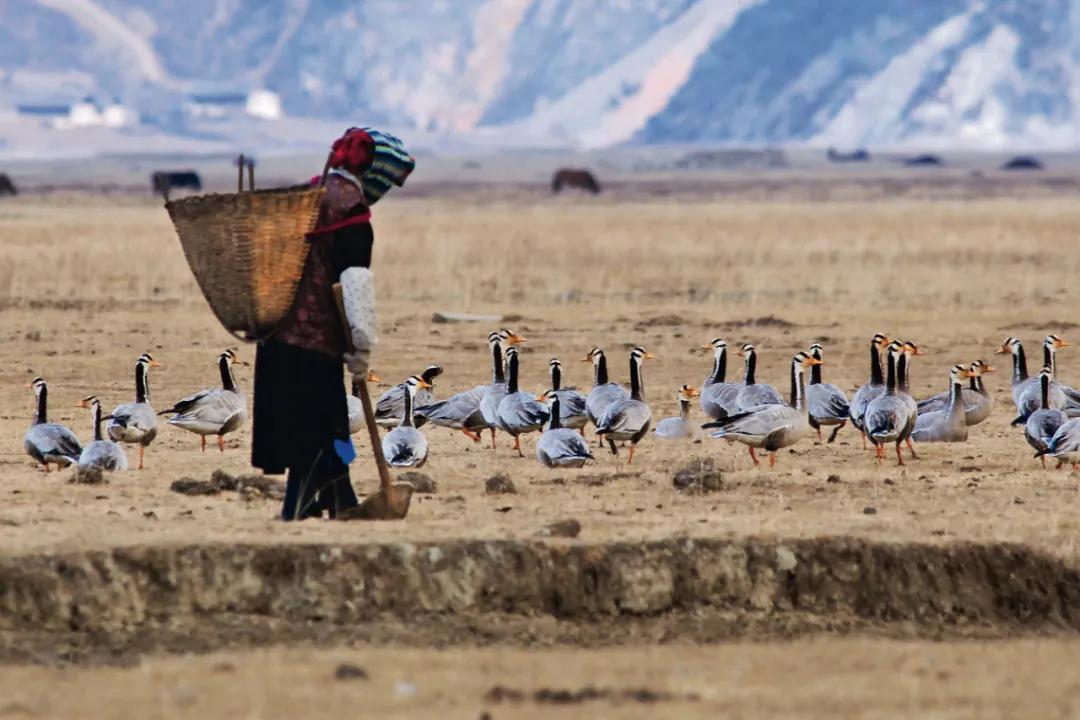 世界爱鸟日普及,观测鸟类迁徙迎接国际爱鸟日