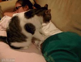 猫咪不出门需要驱虫吗,不出门的猫咪还用驱虫吗