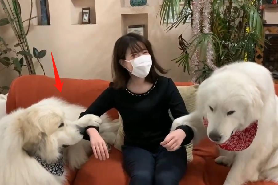 大白熊犬撒娇视频,150多斤的大白熊犬