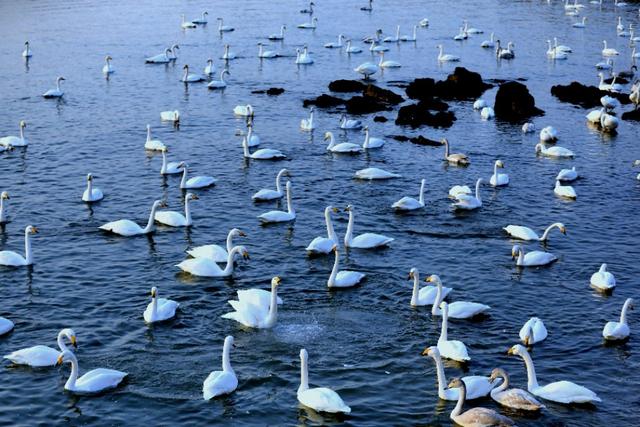 从宿州出发与天鹅相约