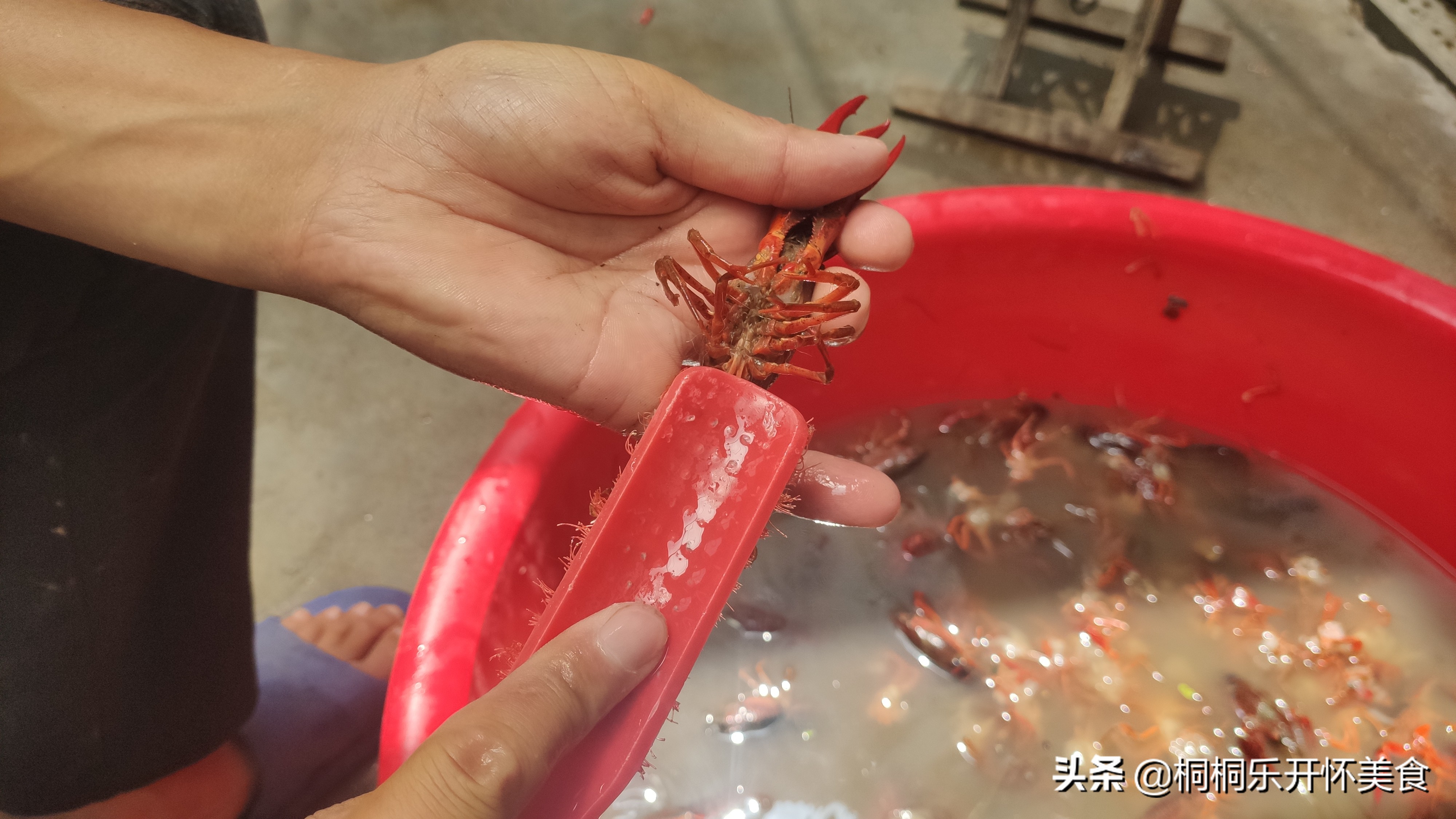 怎么样洗龙虾才洗得干净,怎样洗龙虾比较洗得干净