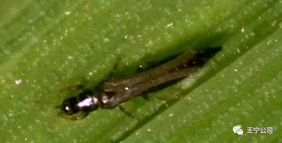 玉米上的虫害打什么药,玉米虫害防治口诀谚语