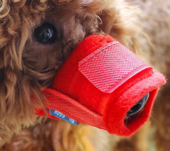 泰迪呕吐白色泡沫,泰迪肠鸣呕吐