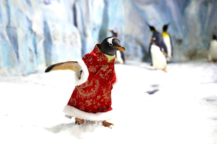 鼠不尽的鲸喜年味,青岛极地春节特惠低至9块9