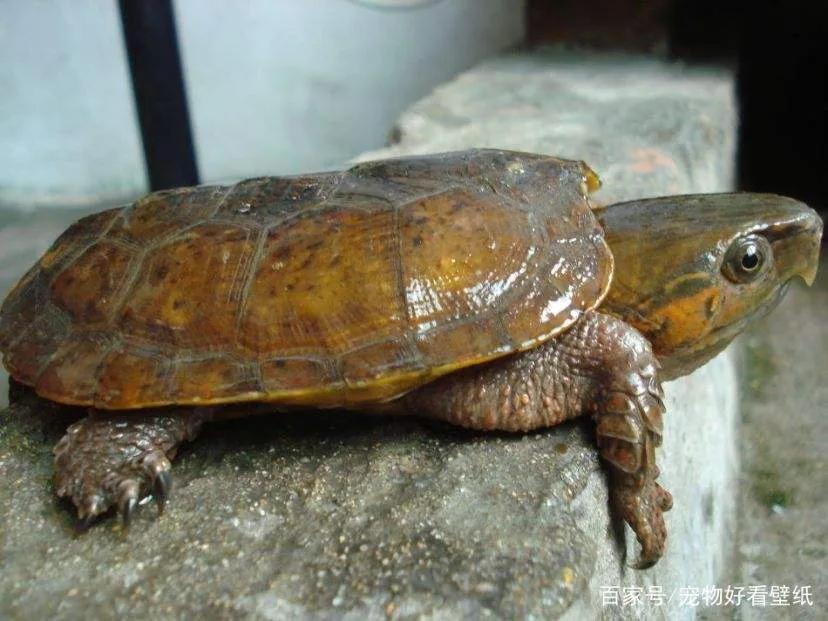 鹰嘴龟国鹰,花鸟市场鹰嘴龟