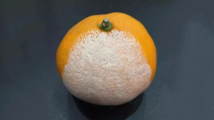 评测雅诗兰黛dw成分,雅诗兰黛dw粉底液1w236测评