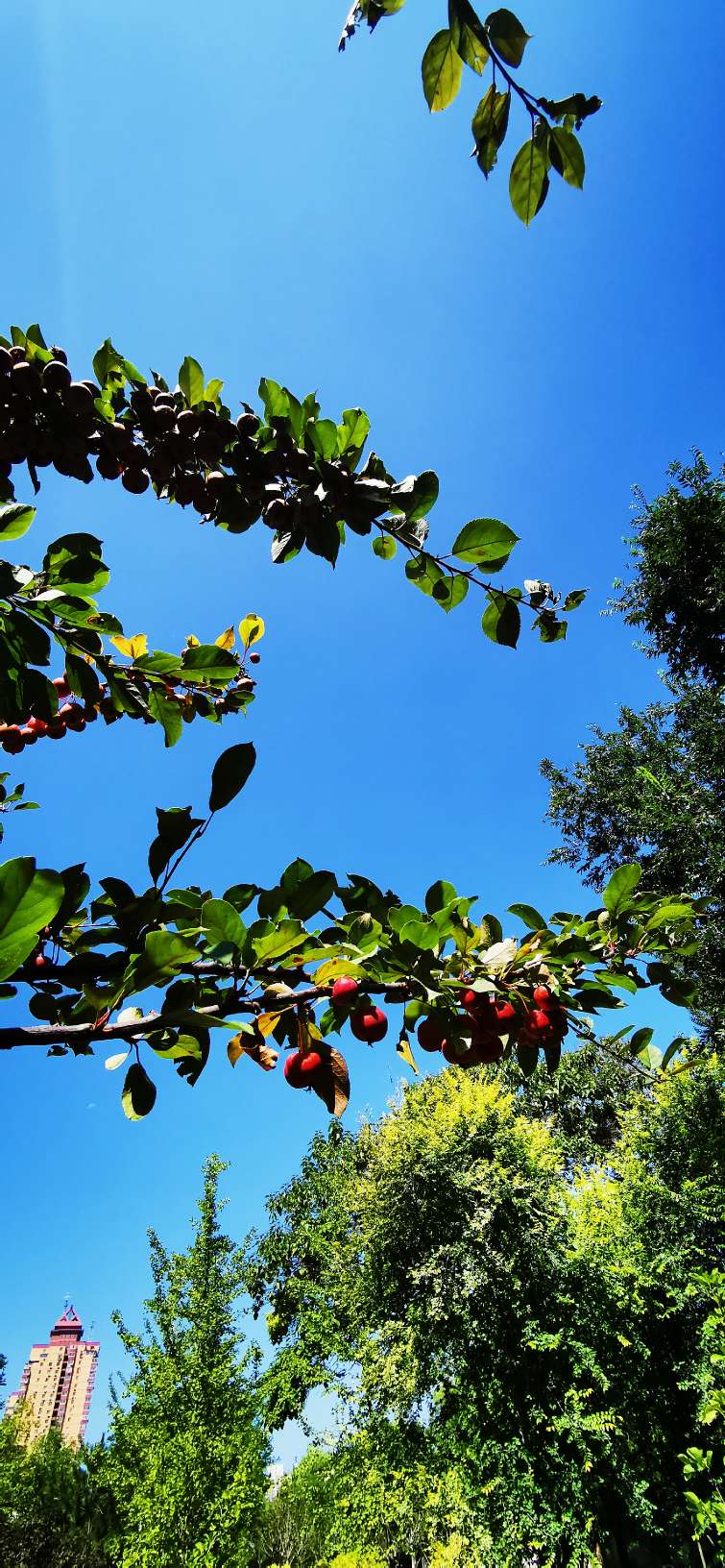 鍖椾含绉樺,鍖椾含绉樺涔嬫梾