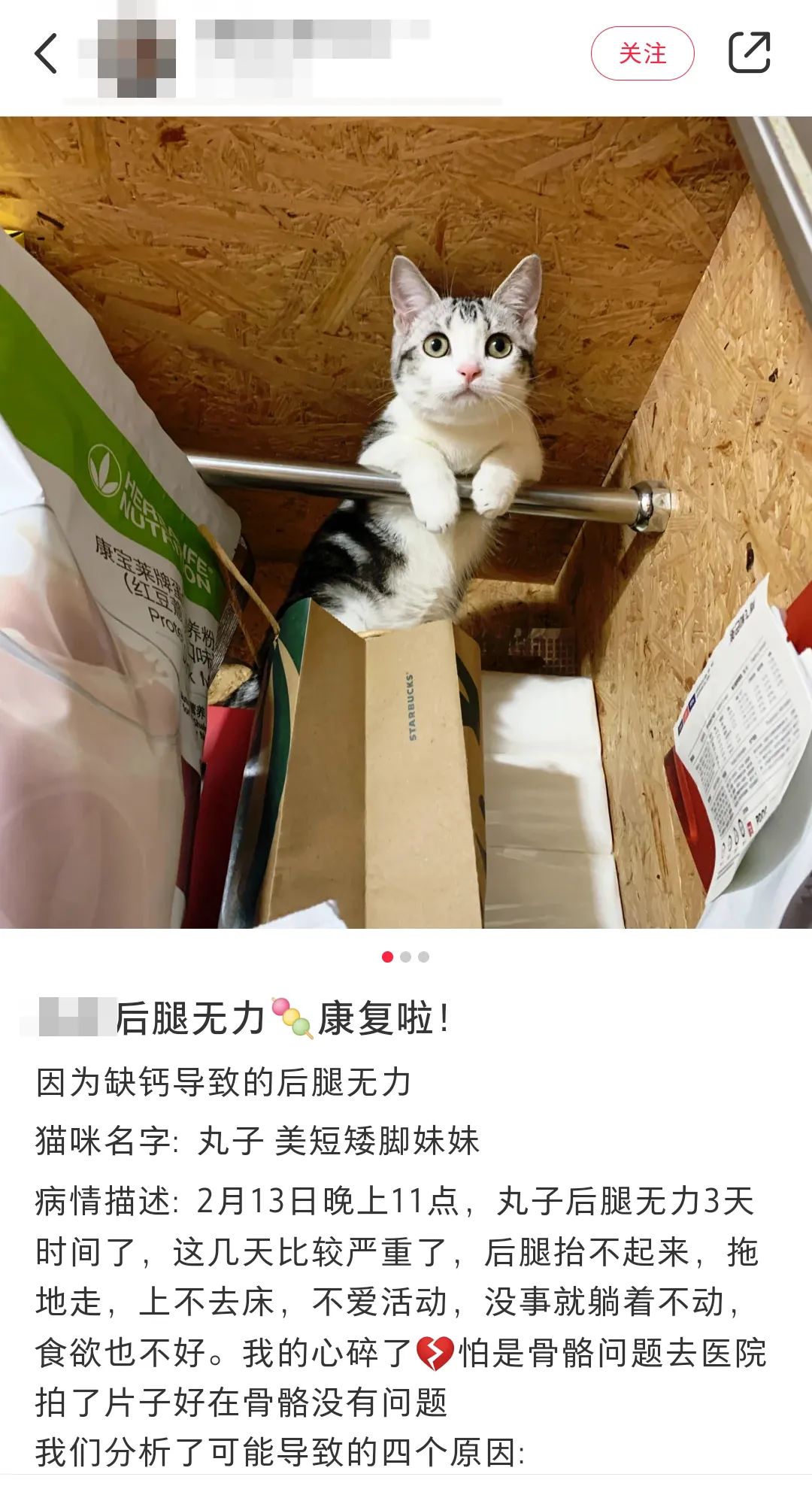 宠物补钙最经济实惠的方法,宠物补钙怎么补最快最有效