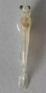 对虾白斑病对罗氏沼虾有影响吗,对虾白斑病来袭养殖户该如何预防