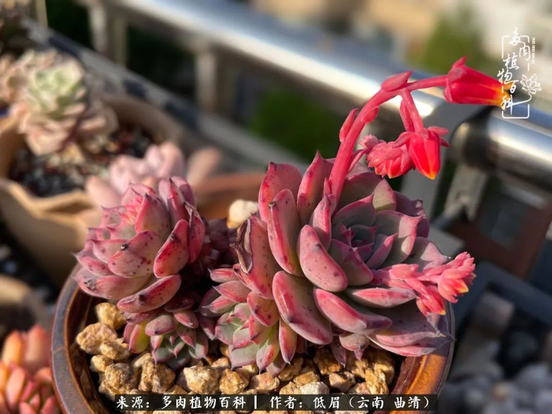 多肉植物百科如何投稿,感谢多肉植物百科的陪伴